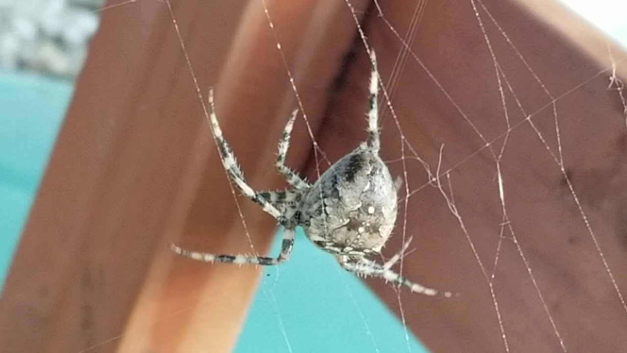 Giant Cross Orb Weaver Spider