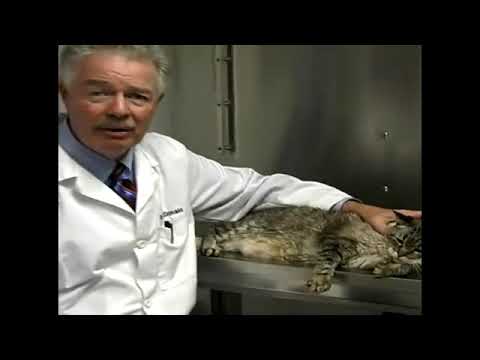 How to Check Your Cat for Anemia & Flea Infestation