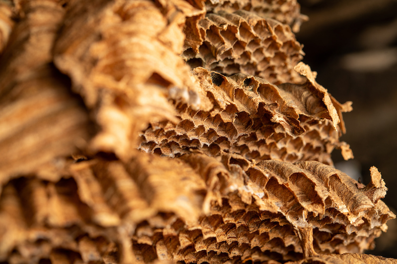 Close-up of a hornet's nest reveals intricate patterns and textures, showcasing the architectural skills of hornets. Ideal for studies on insect behavior and nest construction.