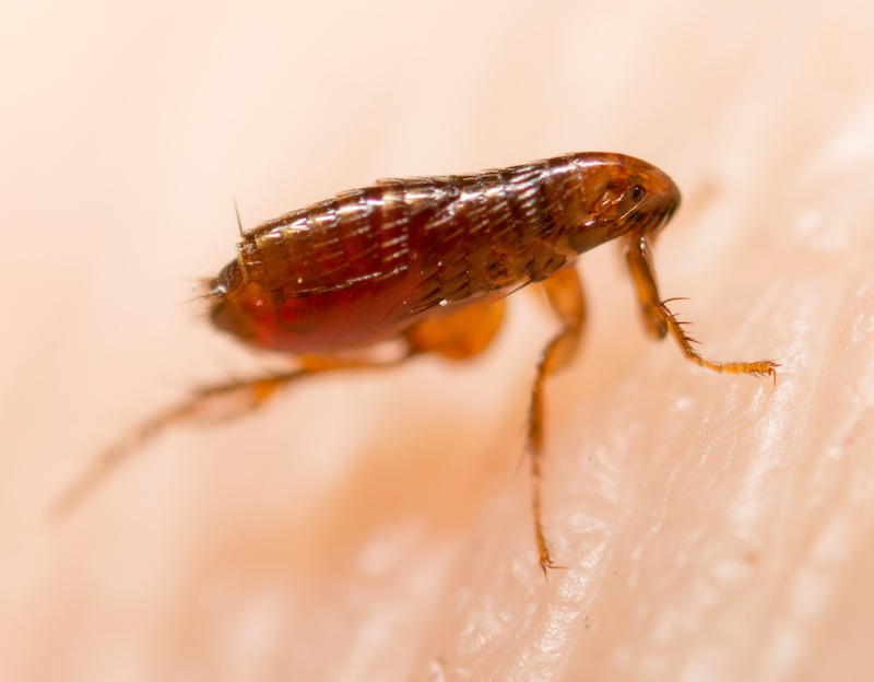 Flea on a human skin. Super macro