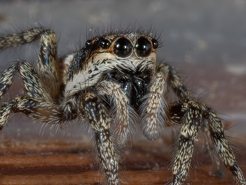 Female Zebra Jumping Spider (Salticus scenicus)