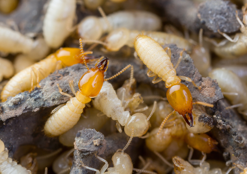 Close up termites or white ants