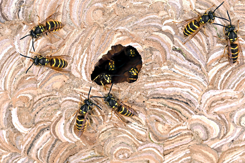 close up of the entrance of a wasp nest of vespula vulgaris, texture of a built up paper wasp nest with wasps on entrance hole and inside.