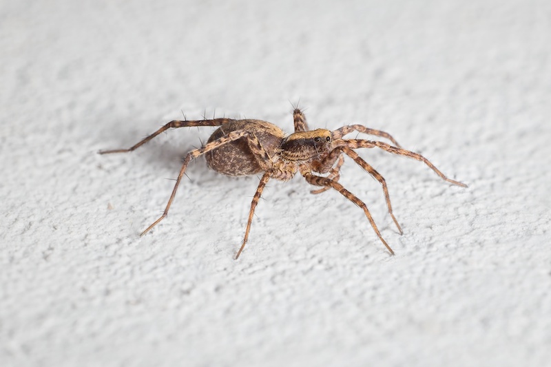 a small spider Tegenaria domestica on the wall