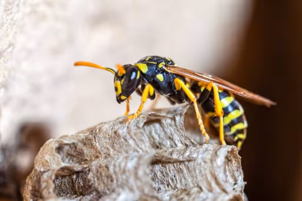 Yellow jacket wasp 