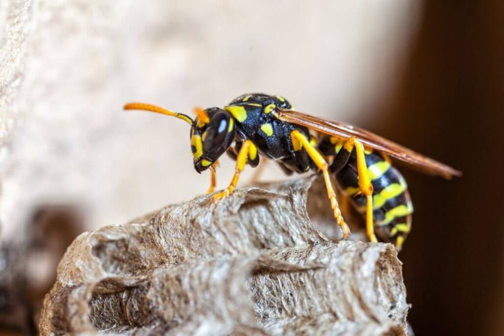 Yellow jacket wasp
