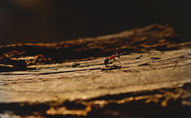 small ant on a wooden log