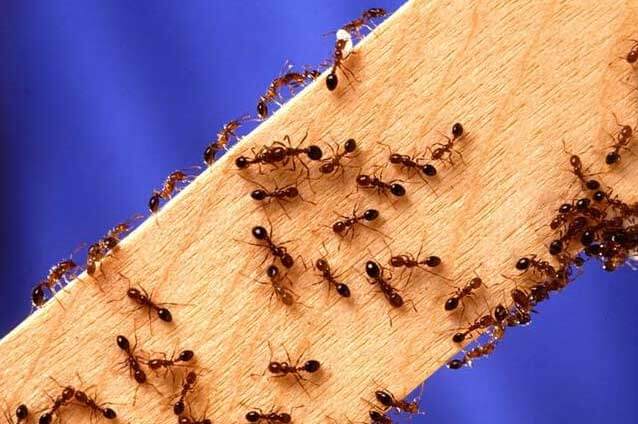 A1 Bed Bug Exterminator Portland