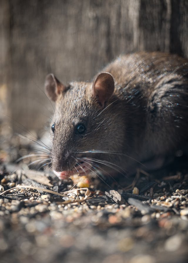 grey rat outdoors on gravel and dirt eating a small object