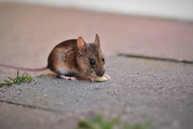 small brown mouse eating a nut on concrete 