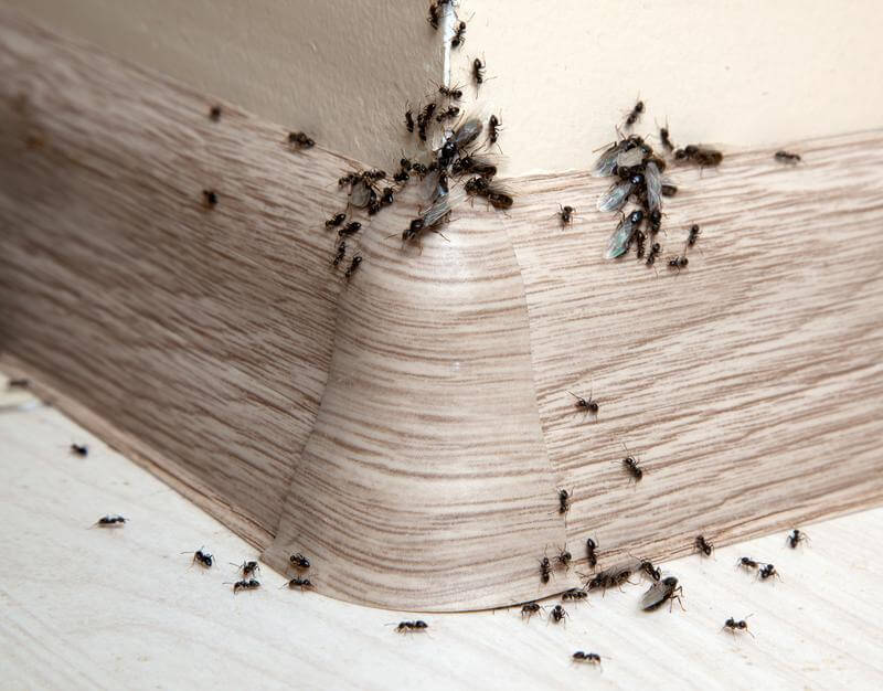 Ants crawling on a wall