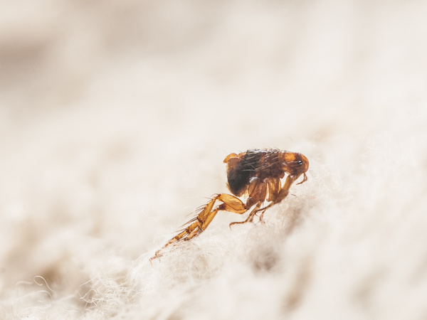 flea jumping around on plush bedding