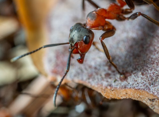 Macro shot of a black and red ant on a rock