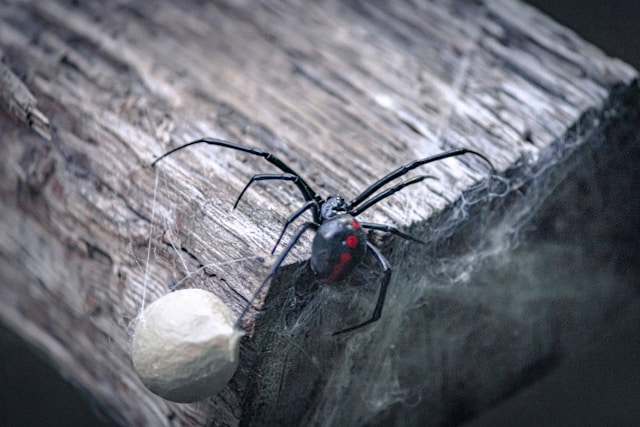 black widow spider beside a white egg sac