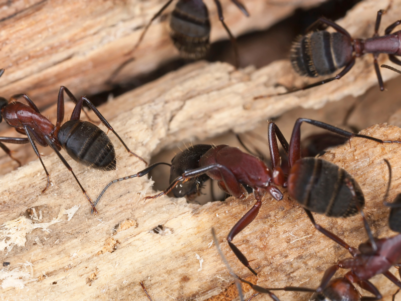 a group of carpenter ants in washington state on wood