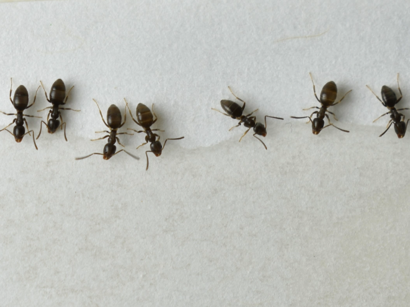 A line of odorous house ants in Washington State