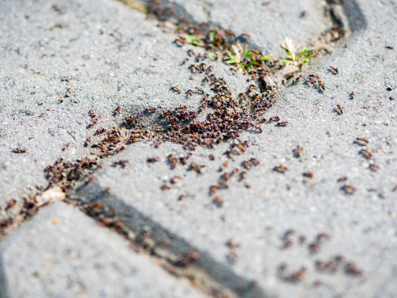 Pavement ants crawling through the cracks on the sidewalk