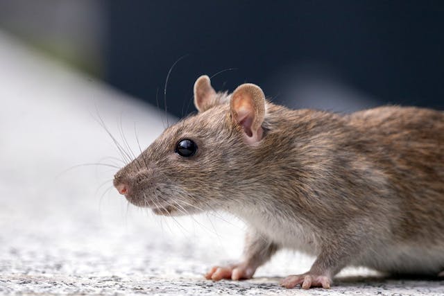 Close up of a grey rat on concrete