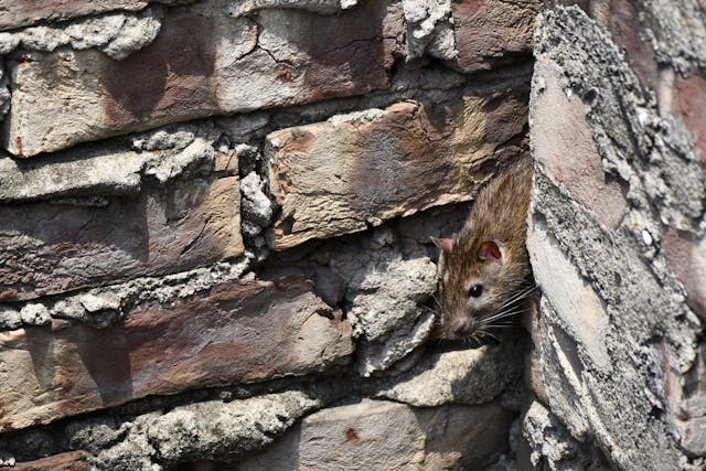 Rat peaking through a crack in the wall