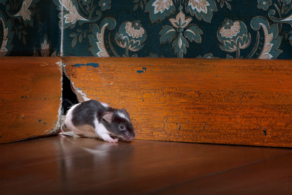 mouse getting out ot her hole in a luxury old-fashioned room, one of the signs you need pest control