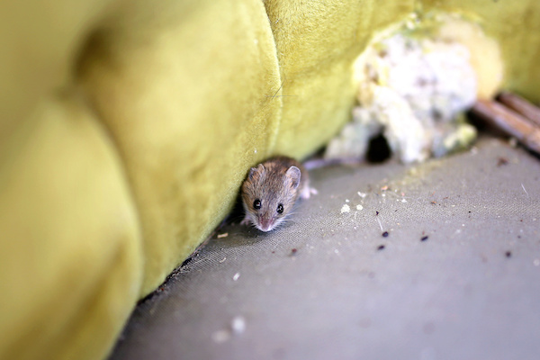 Small grey mouse under a green pillow or blanket surrounded by mouse droppings, a sign you need pest control