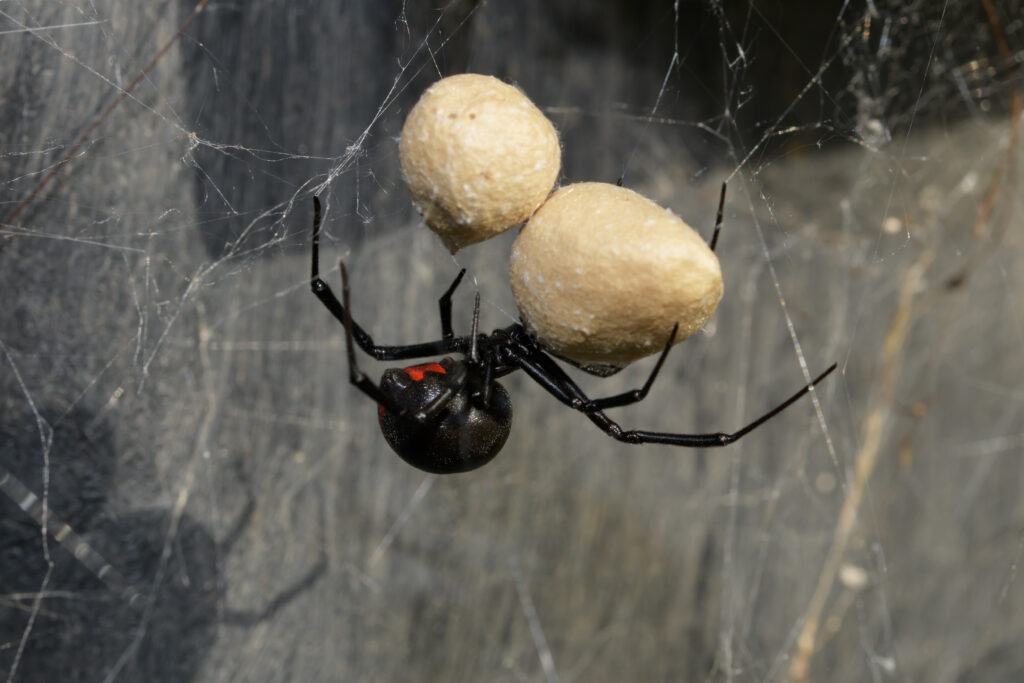 Female Southern Black Widow spider guarding her two black widow egg sacs, hanging on her web