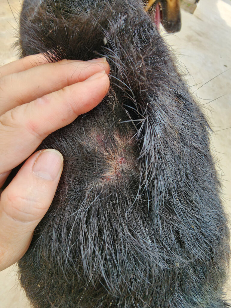 Red inflamed areas and hair loss on a dog with black, wiry fu, often a sign of fleas