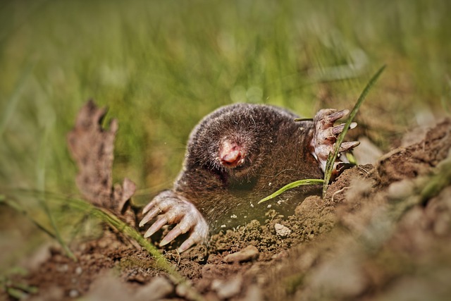 Mole sticking it's head out of a mole hill. Mole is surrounded by green grass