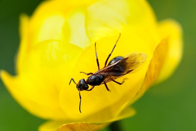 winged ant on a yellow flower, one of the top signs of an ant problem