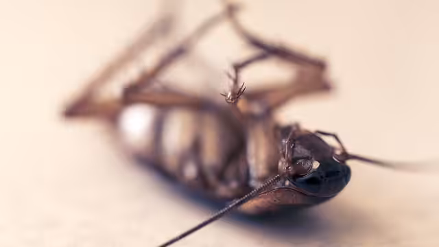 brown cockroach on its back
