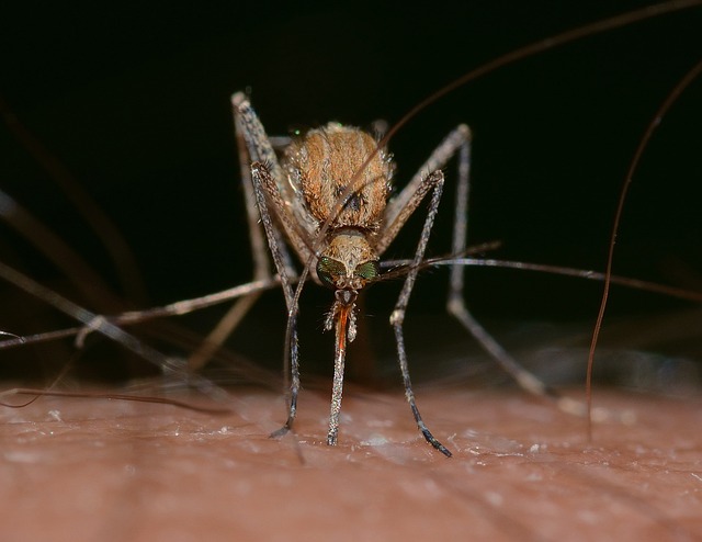 large brown mosquito feeding on skin