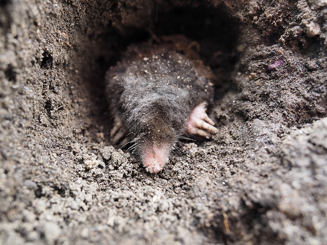 Small mole crawling up from a dirt hole