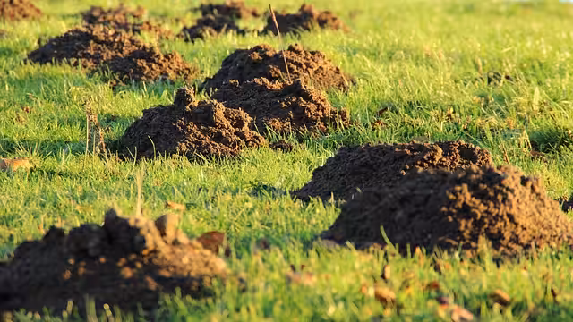 Multiple dark brown mole hills on bright green lawn