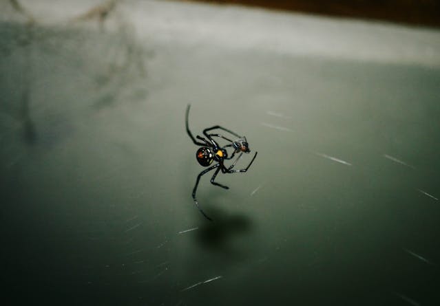 black widow spider, one of the dangerous spiders in washington, on a web