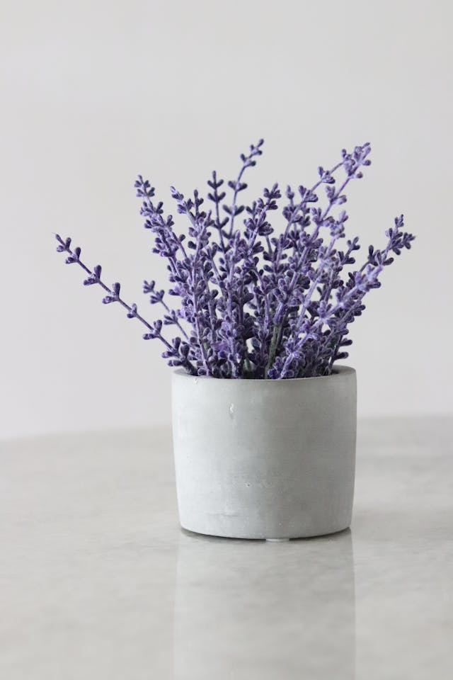 lavendar plant in a white pot on a white table