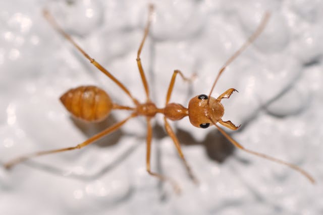 small red ant on a white surface