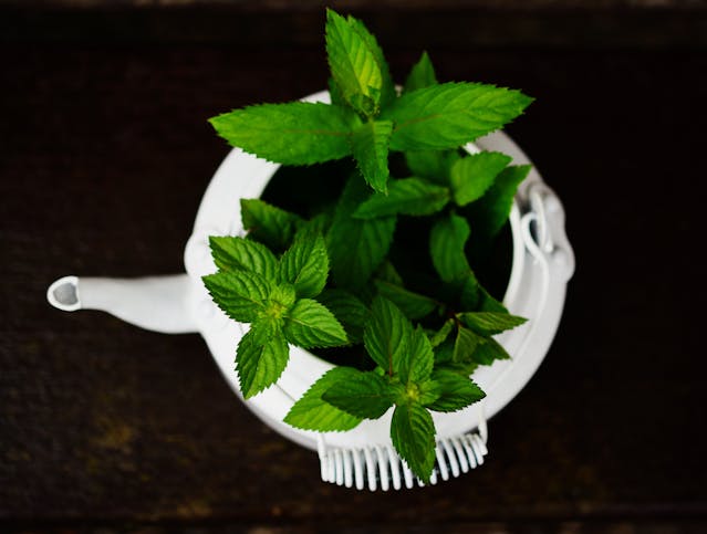 Peppermint in a white teapot
