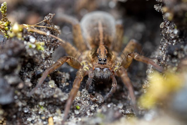 close up image of a wolf spider on forest floor