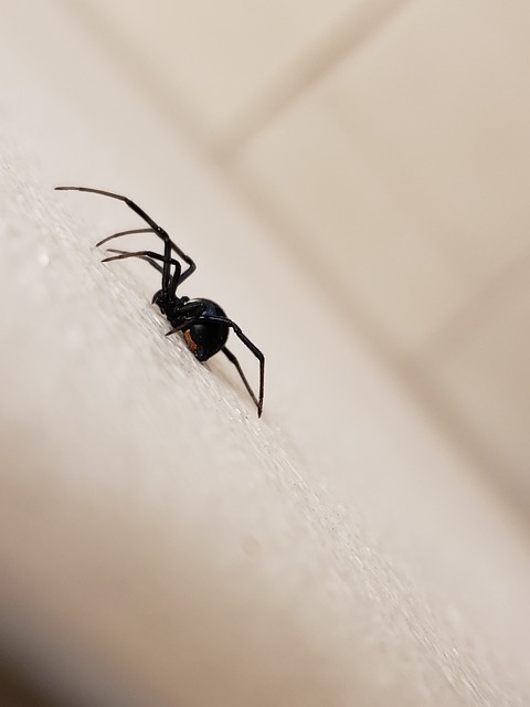 black widow spiders in Portland crawling up wall
