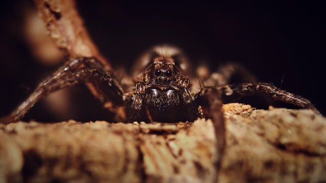 Macro shot of a wolf spider