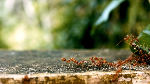 group of red ants crawling up on a leaf