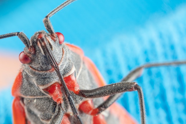 Close up image of a boxelder bug in front of a blue background