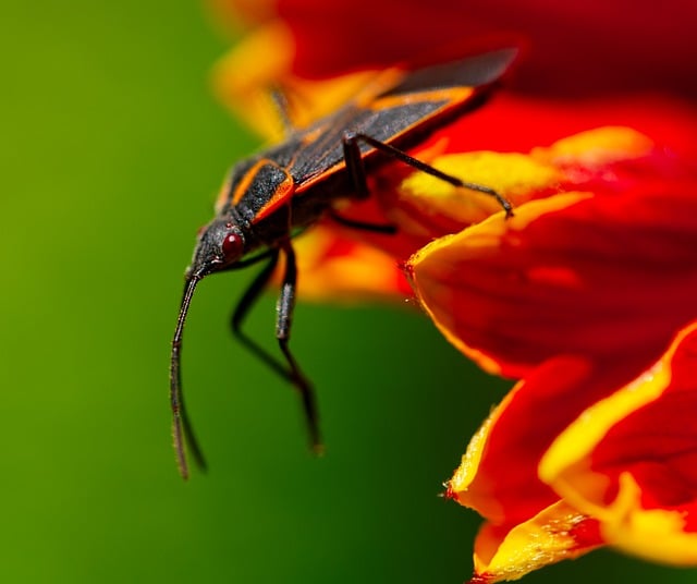 boxelder bug on orange flower