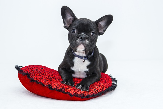 Black and white french bulldog on a red pillow