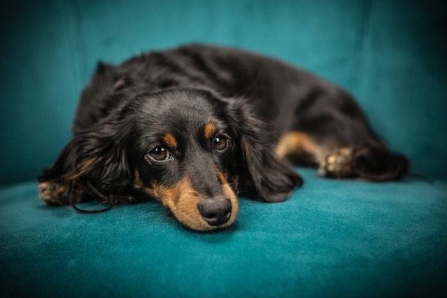 black and brown dog on blue couch