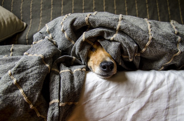 dog under a blanket on a bed