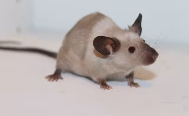 small mouse on the floor