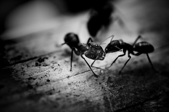 black and white photo of ants on a wooden floor