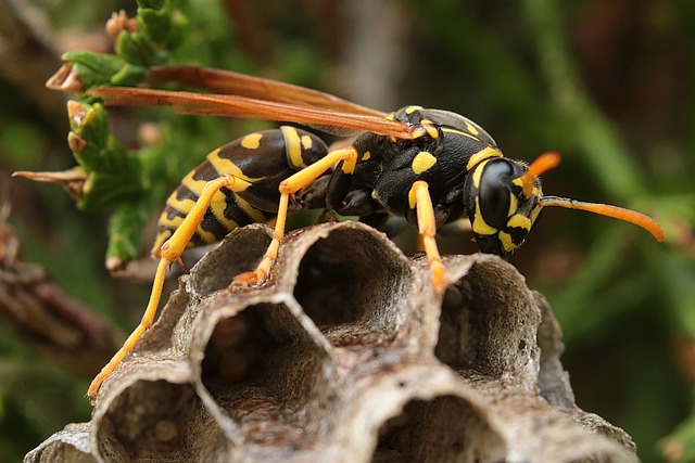 wasp on a wasp nest