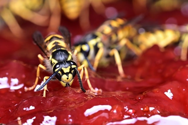 Wasps eating red jam or jelly